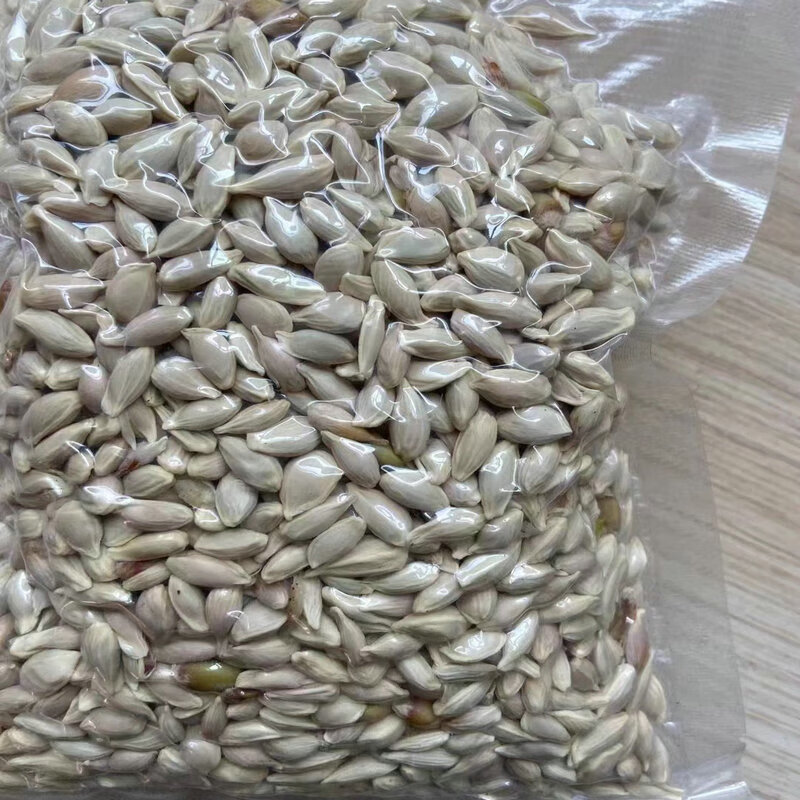 阳澄约定新鲜柠檬种子广东广西四川嫁接果树种子阳台庭院 青柠檬土