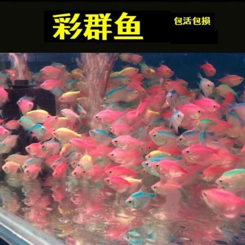 鱼七彩裙鱼活体淡水小型热带鱼群游孔雀鱼金鱼清洁草缸 随机彩裙6条