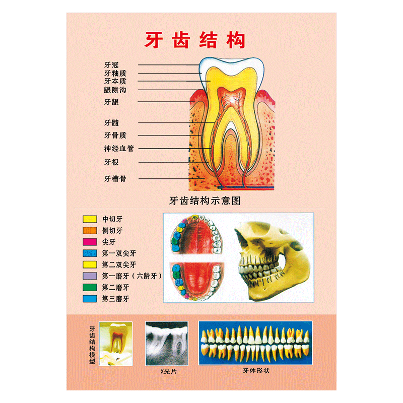 牙齿结构挂图铸造支架宣传画标语正畸牙科挂图海报展板烤瓷墙贴画覆膜