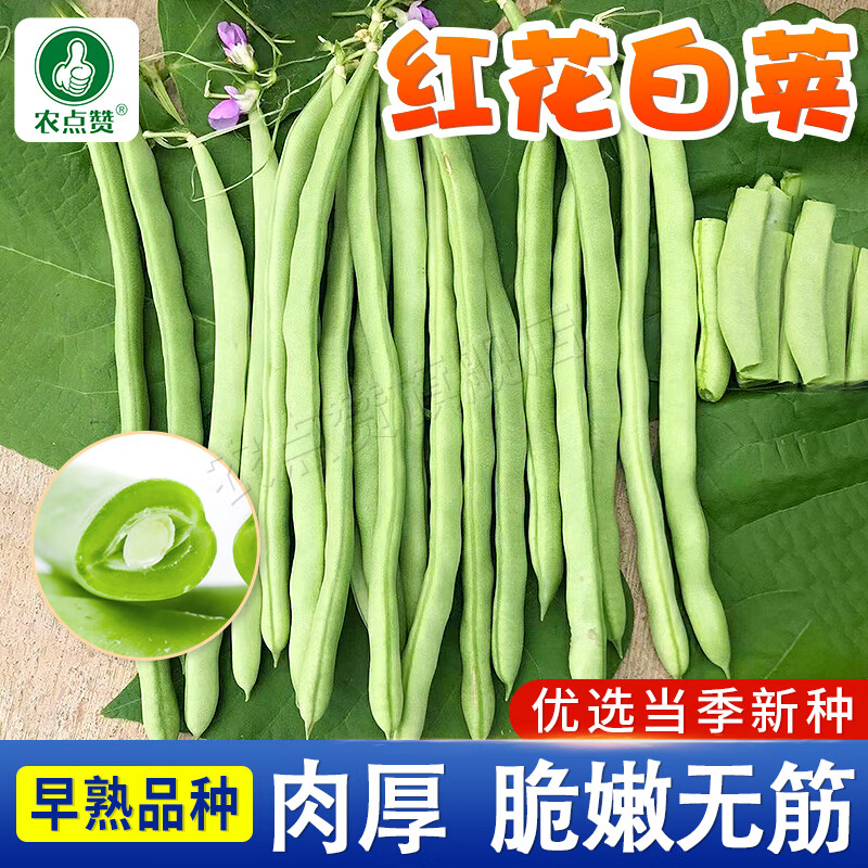 农点赞 秋季老品种四季豆种子有架红花白荚四季豆种籽无筋豆蔬菜种子