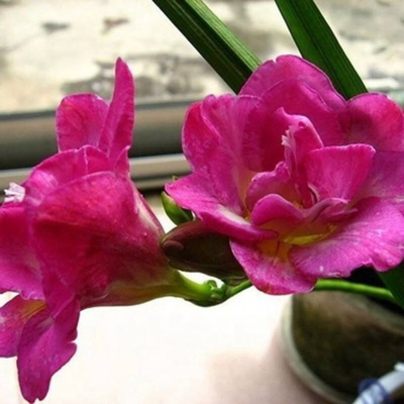 大爱婧骑重瓣香雪兰种球浓香型花卉室内外小苍兰种球四季盆栽多年生易