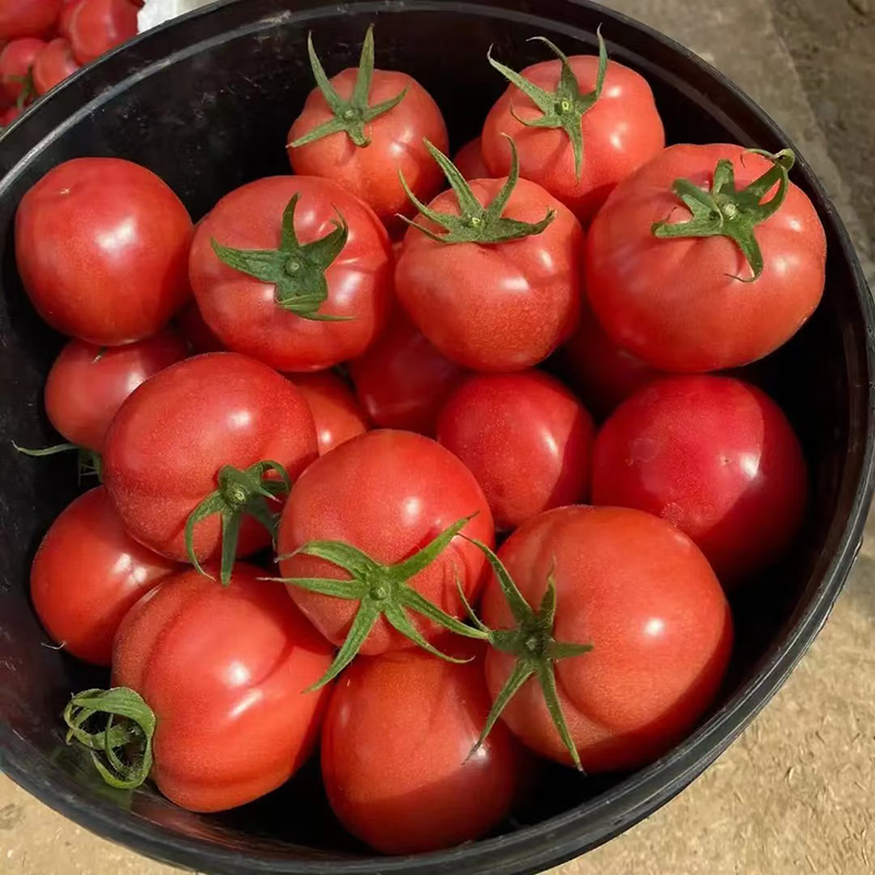 秦品堂陕西泾阳普罗旺斯西红柿【顺丰包邮】生吃沙瓤番茄西红柿自然熟 普罗旺斯中果 5斤 (中通,极兔)