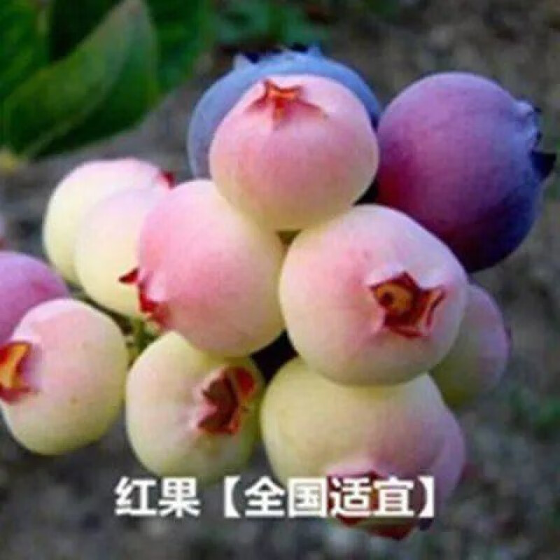 朵芮蜜草莓种子蓝莓种子蓝莓树苗种籽树莓种子种苗盆栽地栽蓝梅树果树 红果300粒+肥