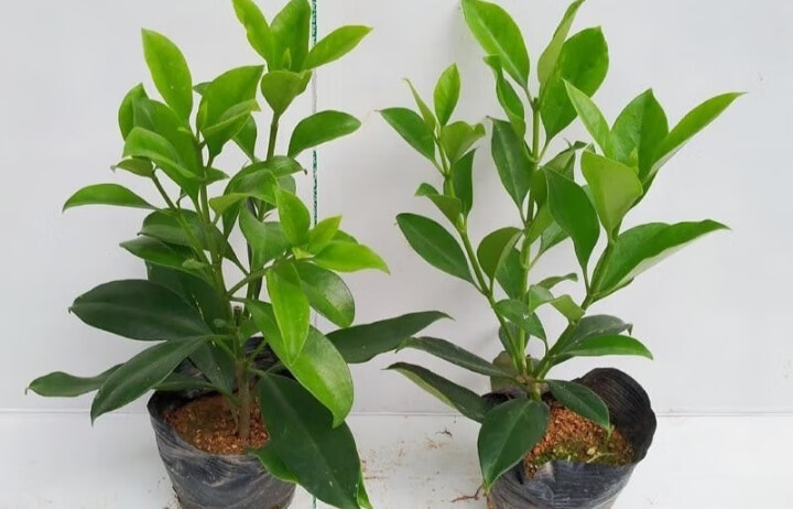 采缇非洲茉莉花盆栽大型树苗四季常绿植物花卉庭院阳台室内外净化空气