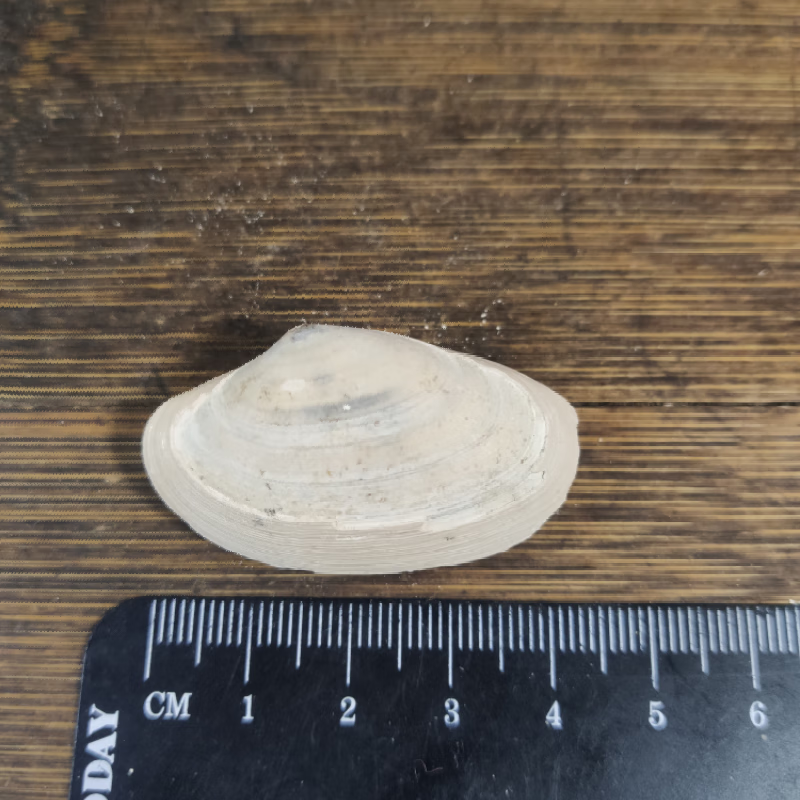 新疆哈密贝壳化石