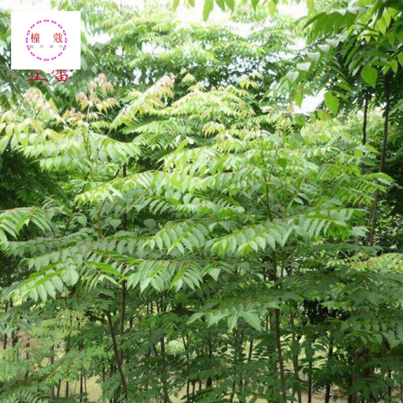 新采栾树种子黄山栾树种子南栾灯笼树北京栾树种子工程林木北栾种