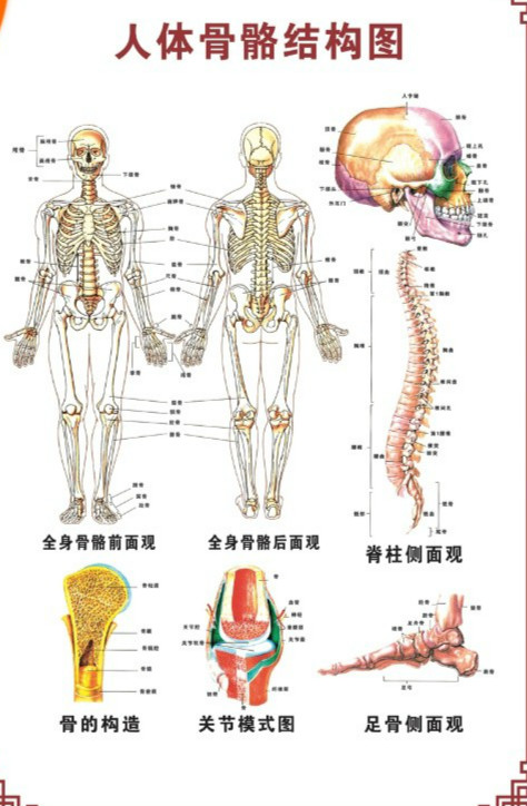 人体骨骼图挂器官内脏结构海报脊柱解肌肉分布解剖挂画(注意:详情看
