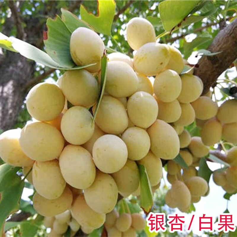 大树金叶银杏树苗拆迁占地苗银杏树小苗庭院别墅绿化苗 4年苗次年结果