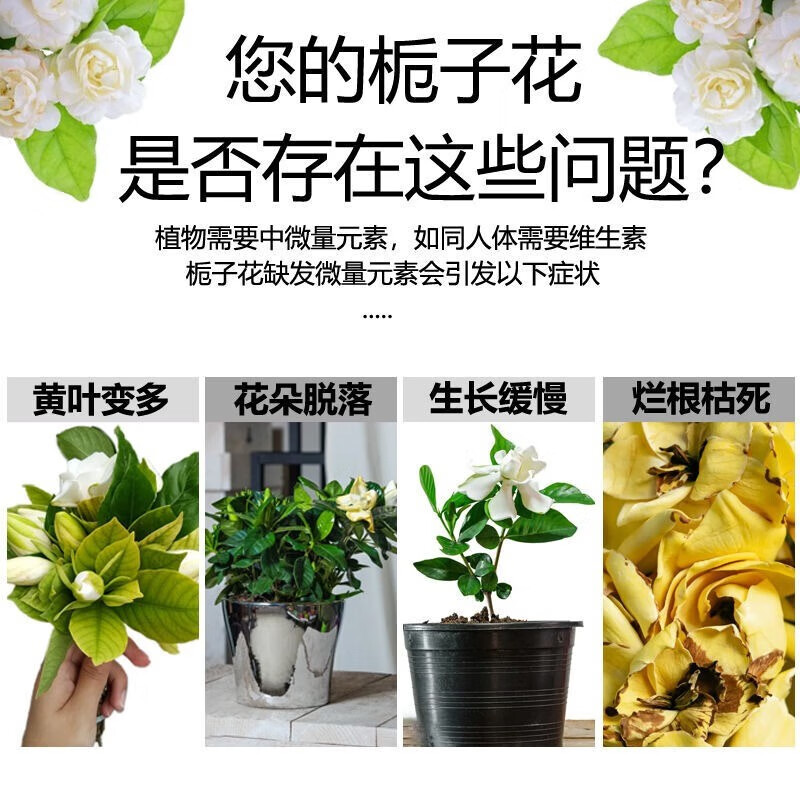 栀子花肥料专用肥栀子花掉花苞叶子发黄干枯烂根专用叶面肥营养液 3瓶装【推荐购买】