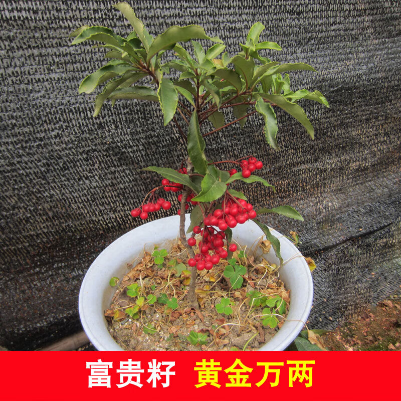 醉春木富贵籽树苗 朱砂根 红凉伞 黄金万两 红叶绿叶富贵子盆景盆栽
