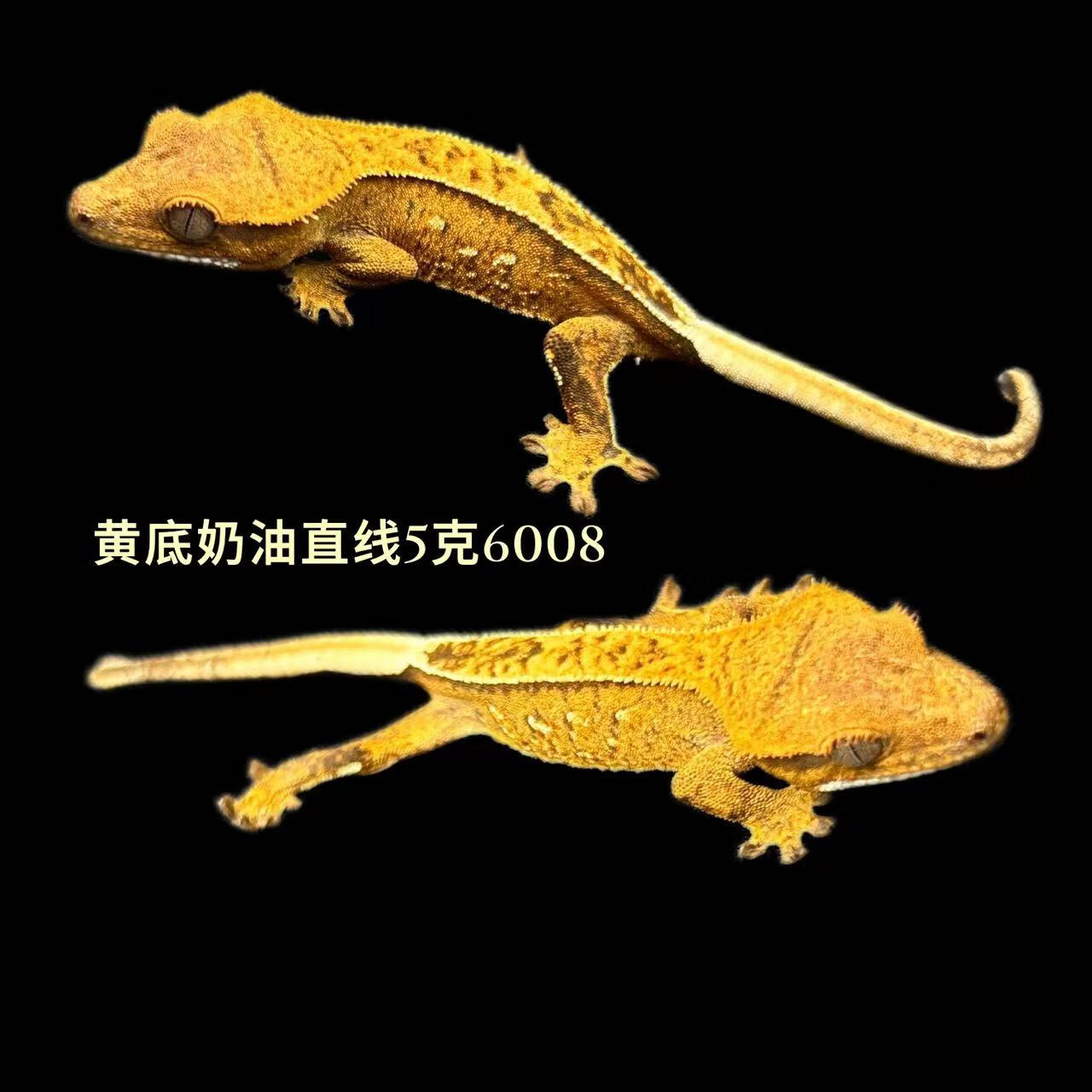 莉莉睫角守宫活体宠物新手入门爬宠温顺的r鼠魔物盖勾亚巨人守宫 6008