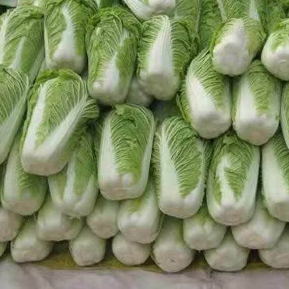 大白菜新鲜蔬菜批发10斤东北农家菜整颗白菜可做酸菜辣白菜5斤 8-9斤装大白菜带箱