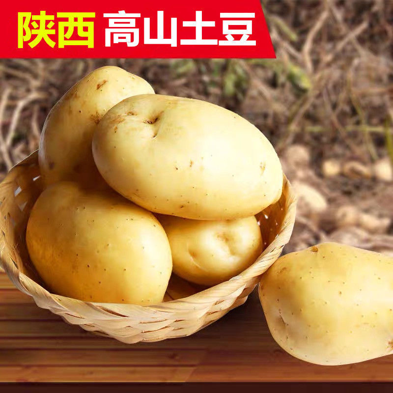 现挖现发陕西高山土豆农家沙地黄皮土豆新鲜马铃薯 5斤装 中国邮政