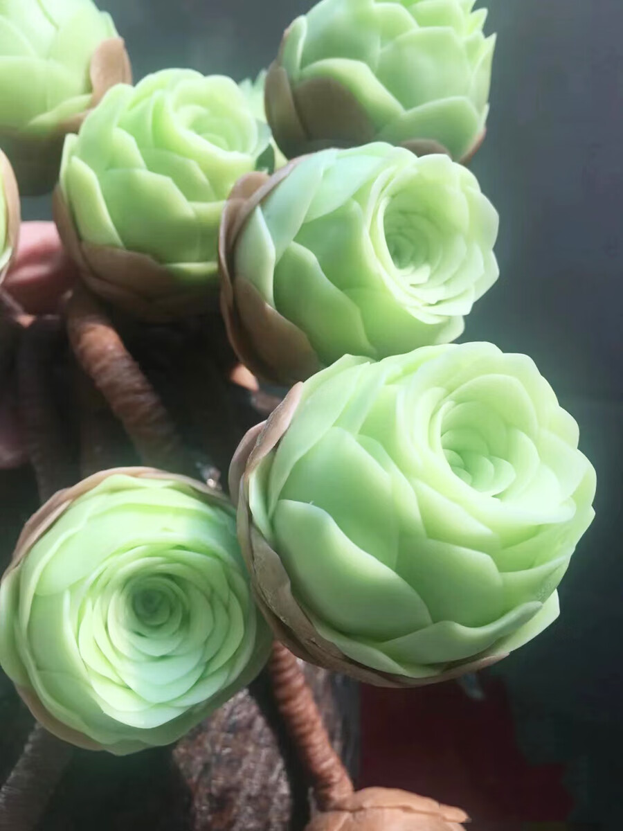 七抒进口山地玫瑰悦色酒杯多肉植物室内花卉盆栽阳台防辐越夏越美 单