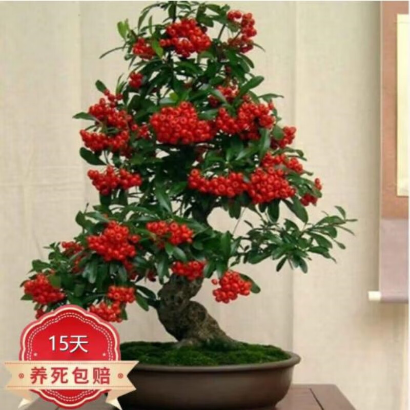 �����������ӡ����� �������ɳ���辰������׮�۹�ֲ���� 5����(������ ���������򷢡�