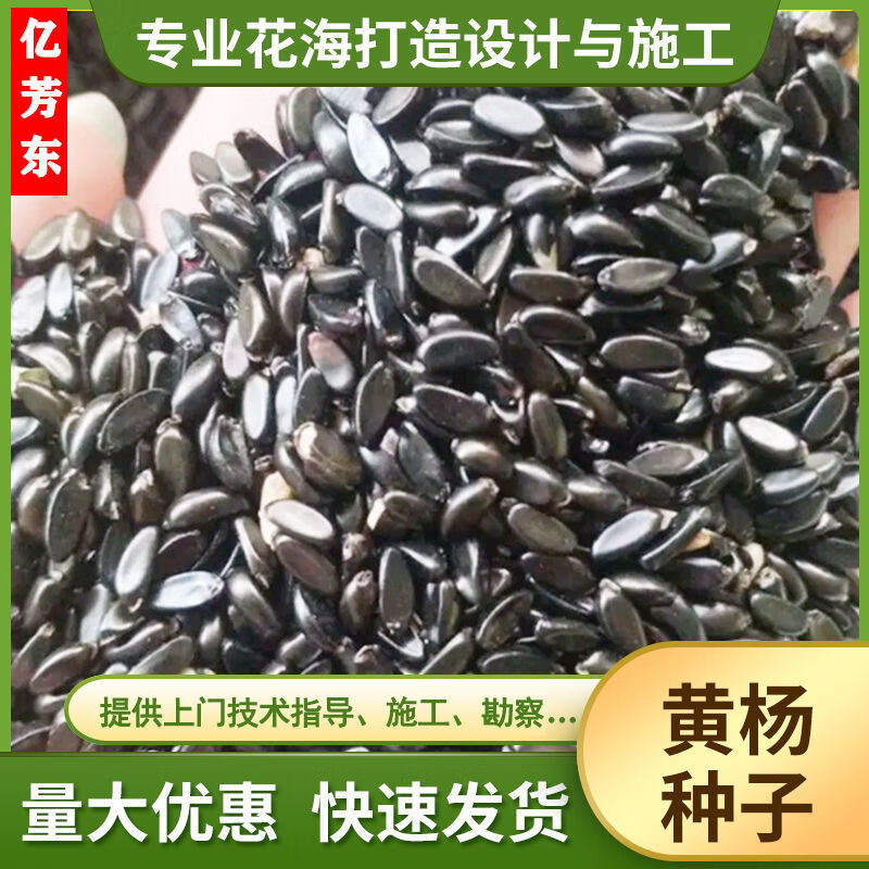 正宗瓜子黄杨种子四季播种瓜子黄杨种籽雀舌雀舌黄杨种庭院风景树