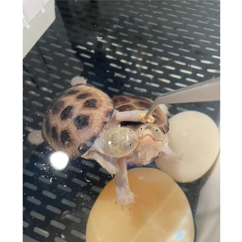 西非侧颈龟苗宠物活体沼泽侧颈龟网红龟微笑宠物龟 精品西非猪大 4