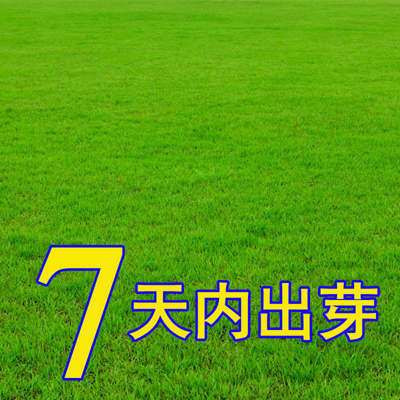 草坪种子四季青护坡草籽高羊茅四季青狗牙根马尼拉 混播蓝标四季青