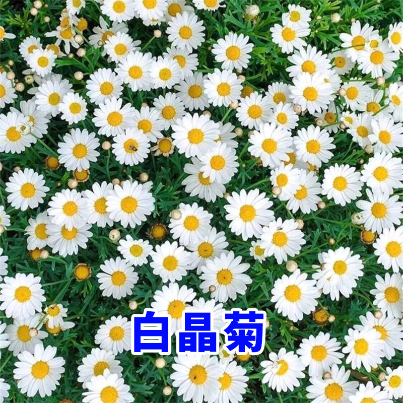种子四季易活花种籽子庭院室外开花花籽阳台盆栽耐寒绿化 白晶菊种子