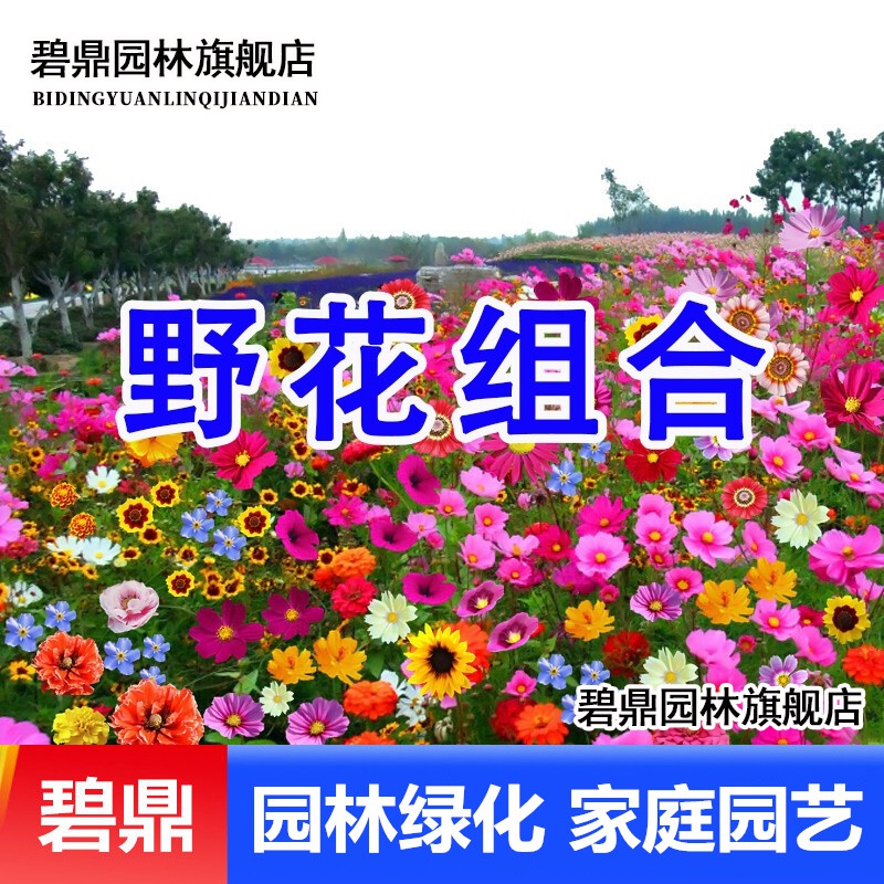 开花种籽耐寒花籽阳台花卉花海花种子多年生盆栽花草碧鼎 野花组合