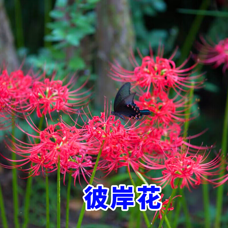 种球彼岸花石蒜种根四季易活耐寒开花庭院盆栽室外耐荫 彼岸花种球 3