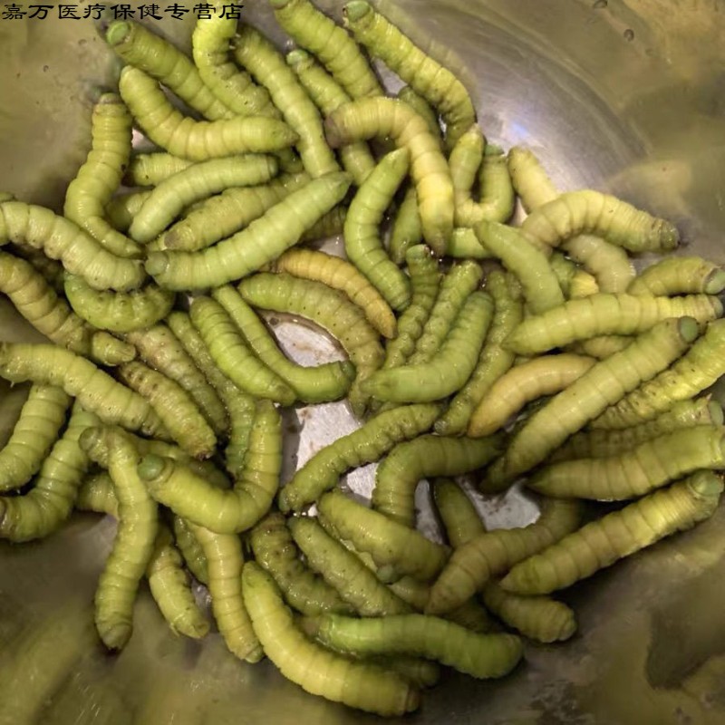 花初醒活豆虫下蛰土虫豆青虫活体实发货豆丹绿色活豆虫钓鱼食用 250克
