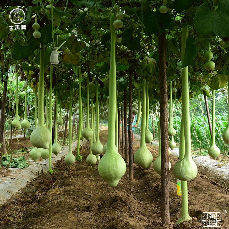 大禹特大葫芦籽种子苗大全手捻文玩盆栽巨型八宝葫芦