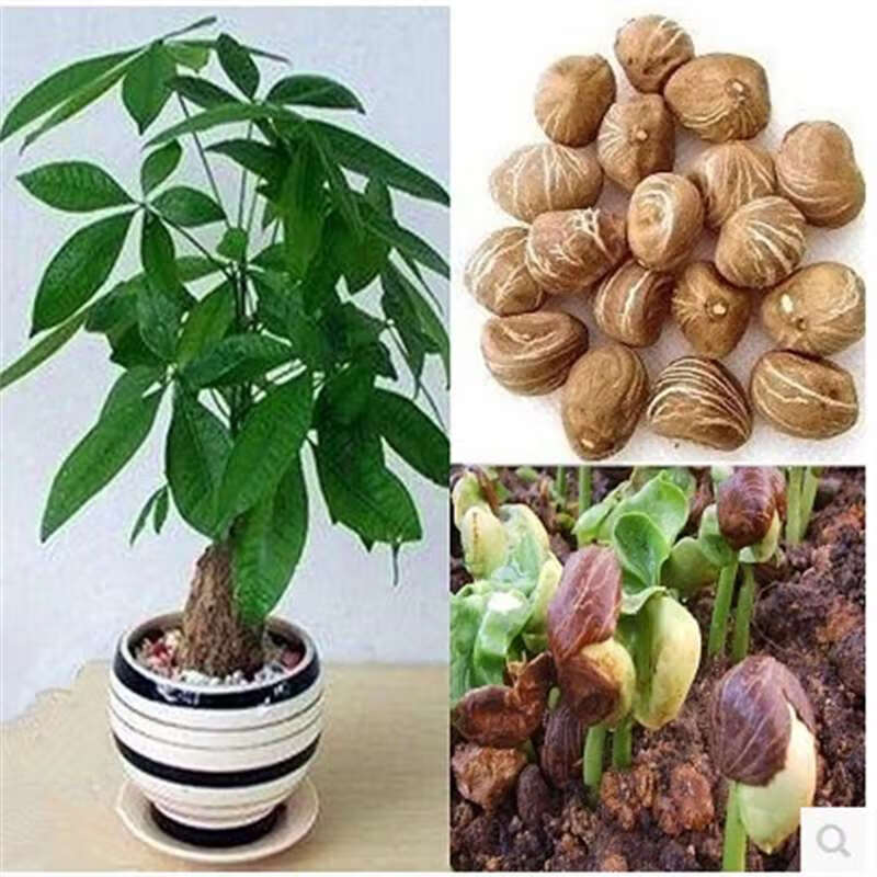 发财树种子绿植办公室客厅阳台花卉植物花苗籽小盆栽盆景 发财树种子1