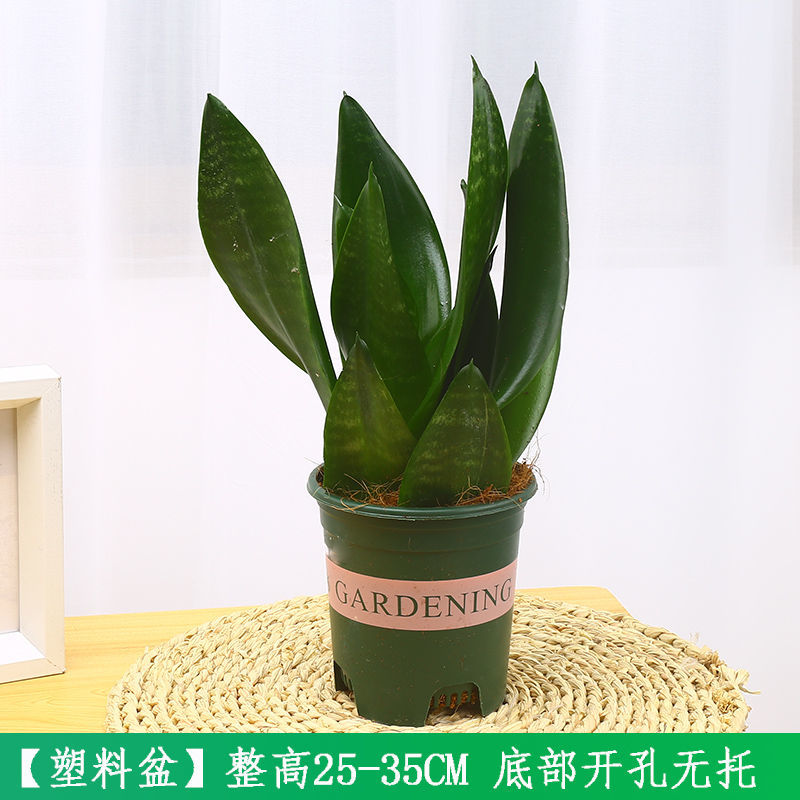 盆栽客厅新装修房子净化空气银脉大颗虎皮兰 加仑盆【黑钻虎皮兰】