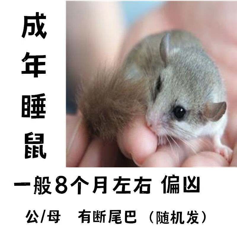 睡鼠活体 稀有白尾西班牙睡鼠活物宠物活物好养幼崽宿舍宠物包活 已打