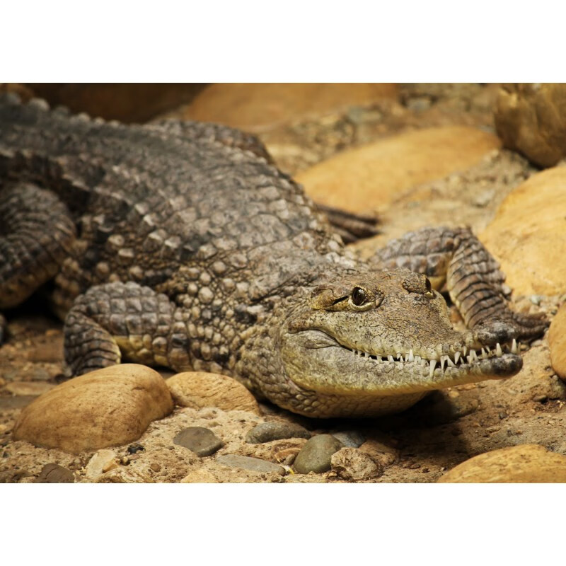 狼天影(langtianying)鳄鱼海报脊椎类爬行动物墙贴画宿舍卧室房间墙上