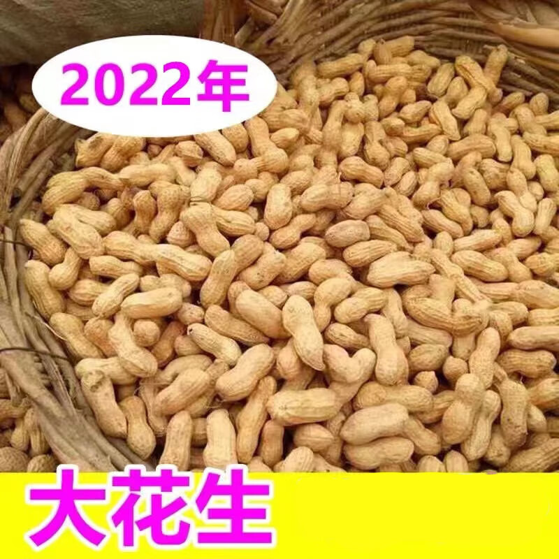安小离山东今年大生花生带壳新鲜鲁花晒干花育薄壳高产做种籽子芽苗菜