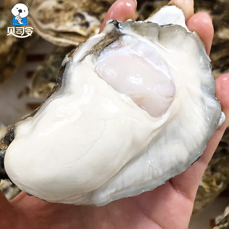 贝司令【活鲜】鲜活乳山生蚝 2XL号2kg 13-17只装高性价比高么？