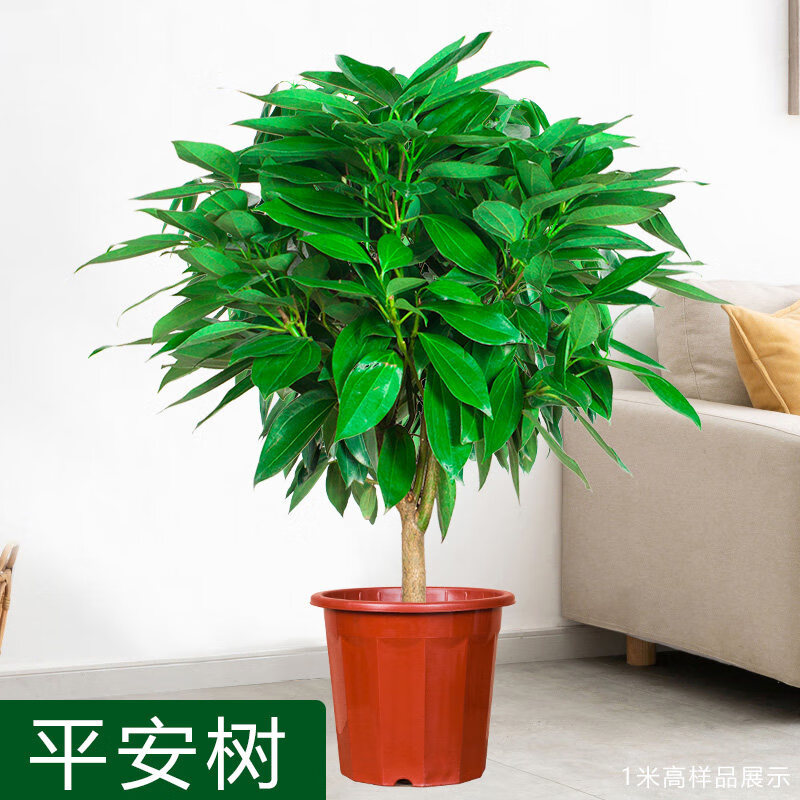 平安树盆栽客厅盆栽大小树苗幸福树花卉盆栽绿植室内好养大盆栽大型