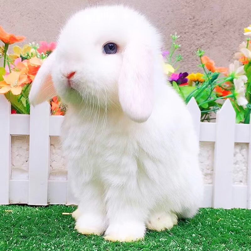 侏儒兔凤眼小型茶杯兔长不大不咬人宿舍猫猫荷兰垂耳活体 白色垂耳