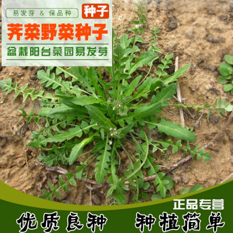农家野生荠荠菜菜种子大叶荠菜野菜种籽阳台四季盆栽地菜冬季蔬菜  易