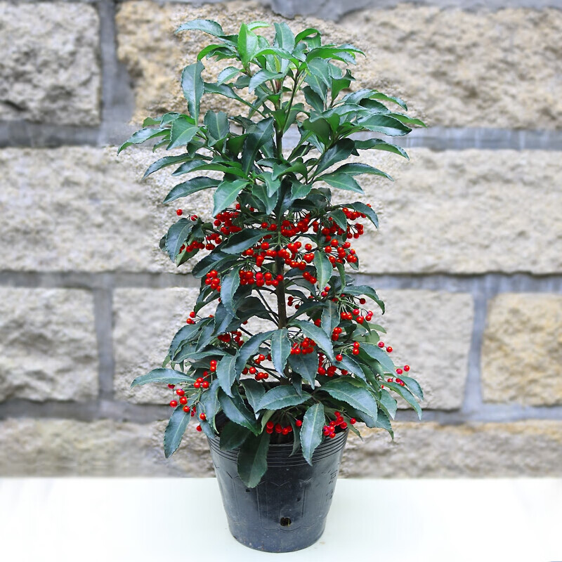 旺之春带果子发货观赏花卉富贵籽 朱砂根 红凉伞 黄金万两室内盆栽