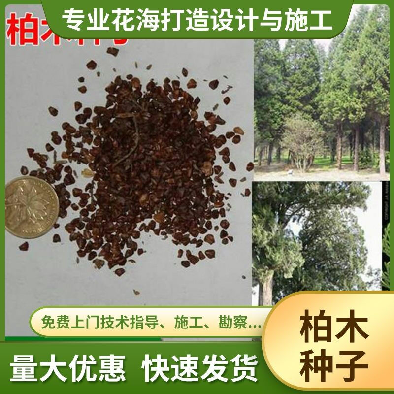 谏仰柏木 柏木种子 柏香树种子产地直销*提供播种技术 精品柏木种子