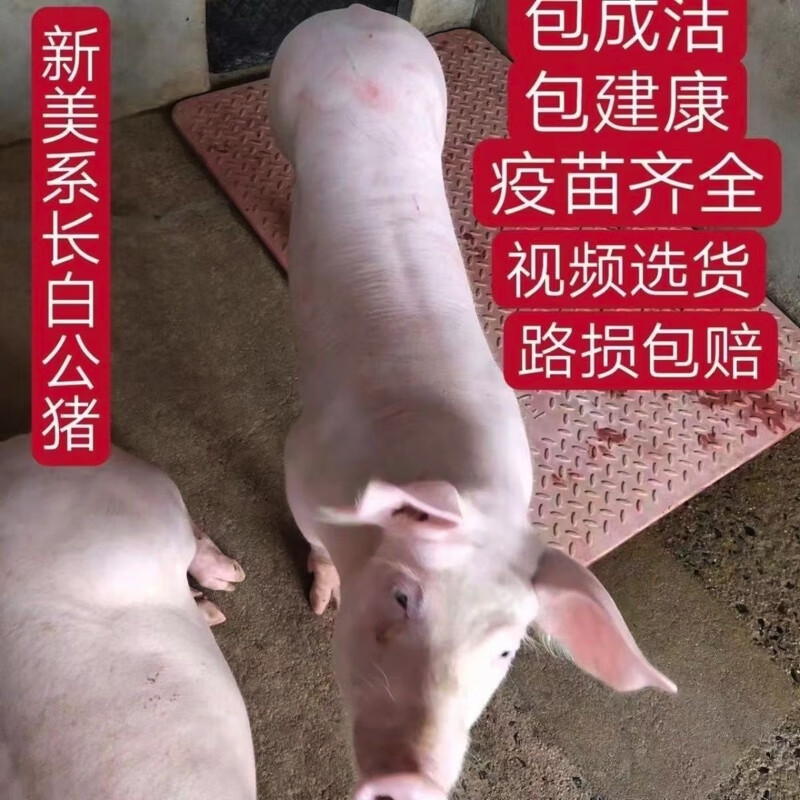 养殖场直销长白小猪仔二元三元种猪育肥大白猪仔包活小猪仔 定金