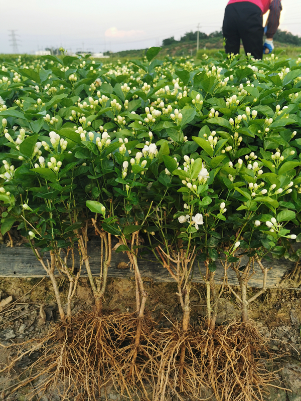 重瓣茉莉花苗白茉莉盆栽盆景四季绿植花卉老桩树桩根植物室内 2年苗6