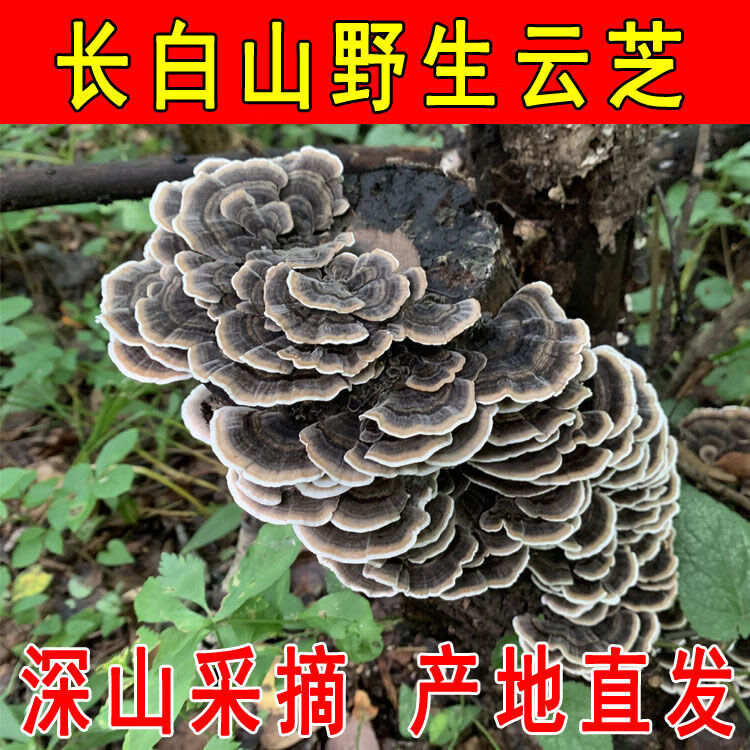 伟博【长白山云芝】云芝黄云芝云芝蘑白底云芝菌泡水保肝 100克