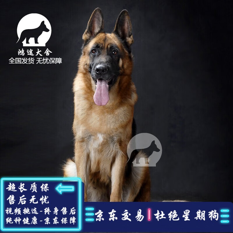 采缇(caiti)德牧犬德牧幼犬德系黑背狼狗弓背牧羊犬纯种德国牧羊犬