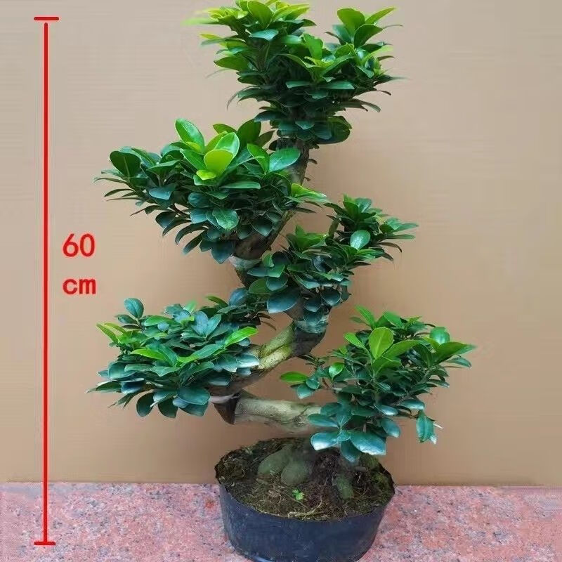 朵芮蜜人参榕小叶榕树s造型8字盆景室内阳台植物地瓜榕老桩易养四季