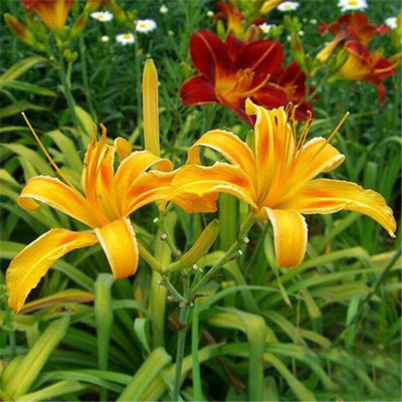 大花萱草多少钱一株(大花萱草多少钱一株图片)