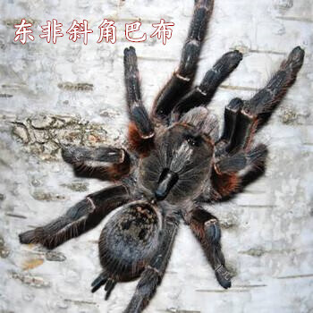 颂呵梵东非斜角巴布食鸟蛛橙巴布白间红尾黑白脚宠物活物幼苗亚成体