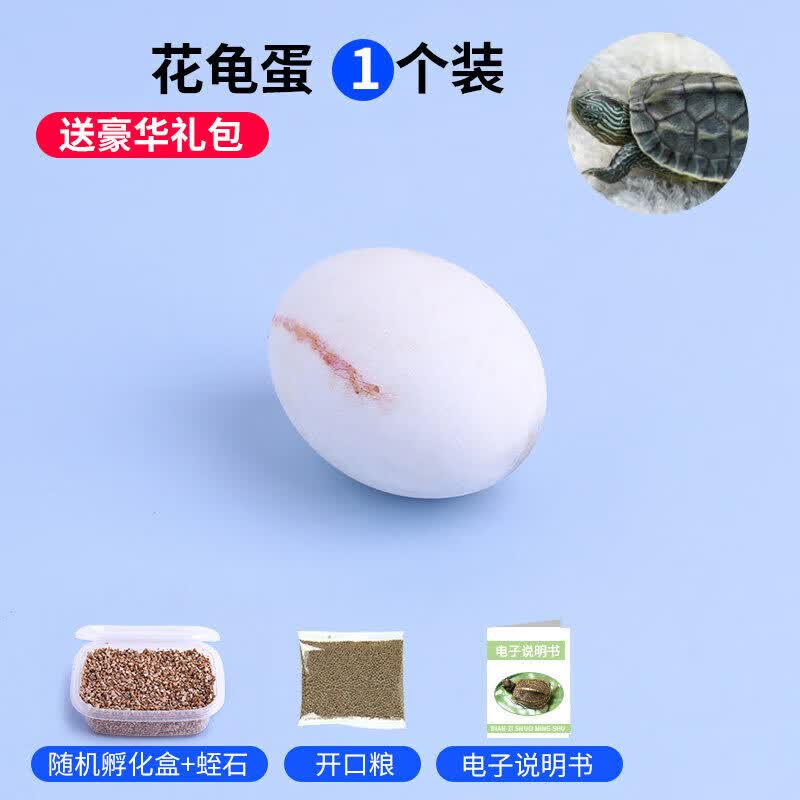 oimg可孵化乌龟蛋宠物中华草龟花龟苏北金线鳄龟巴西龟蛋 花龟蛋1个装