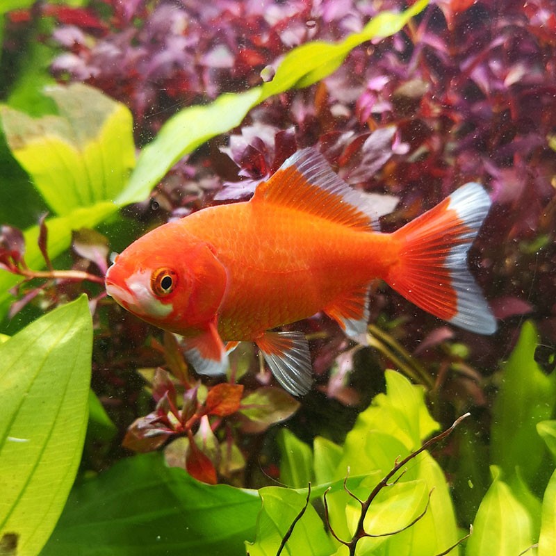 大脸兔 金鱼活体日本和金鱼观赏鱼冷水鱼易养活淡水小金鱼活鱼 日本和