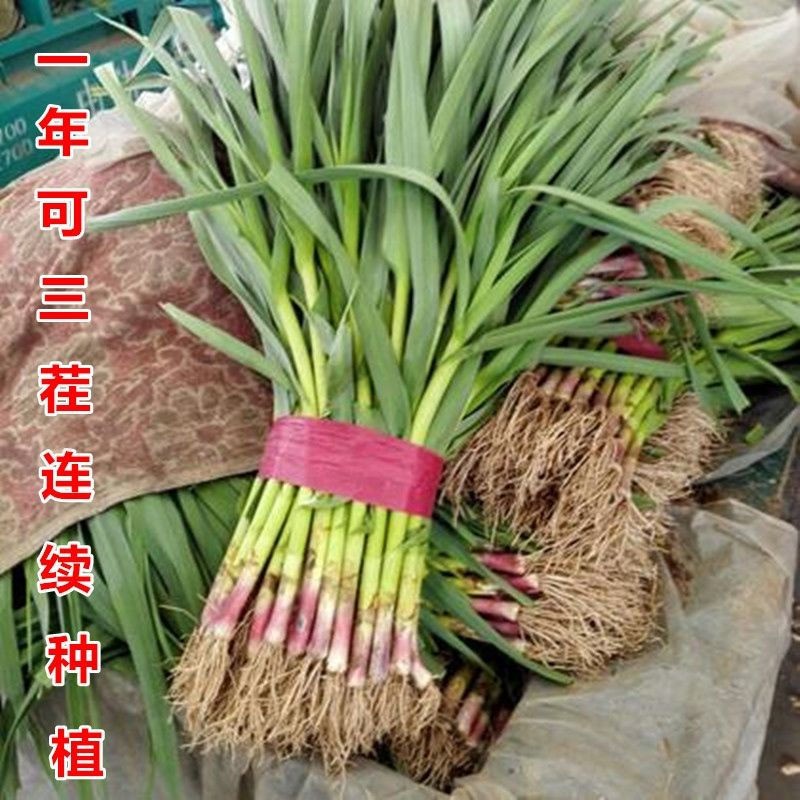 菜友菜友红头香蒜种子红头蒜四季三茬种植蒜苗种籽蒜种子阳台盆栽蔬菜