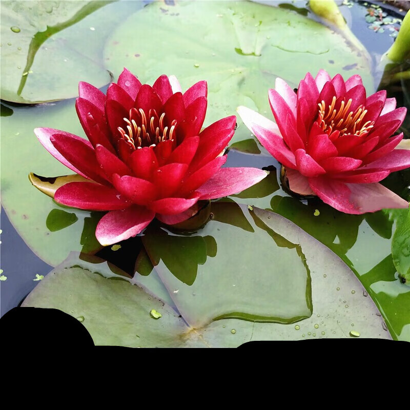 mivm睡莲花苗盆栽水培植物四季荷花水养耐寒池塘大花睡莲 澳毛斯特(带