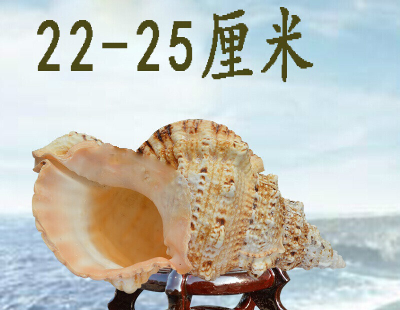 abdt海螺壳贝壳工艺品鱼缸造景装饰品大海螺贝壳摆件大蛙螺石 19-22